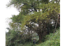 原生态红米稻基地，1700多年的古银杏树